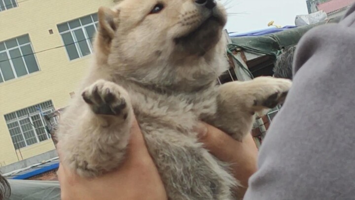 The Little Girl's Petting Gets Her a Puppy from the Dog Seller