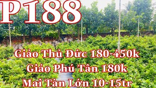 Mai vàng chơi tết p188 | 0392974927 Tuyền | giảo phú tân thủ đức 180k4  450k - mai tàn 10-15tr