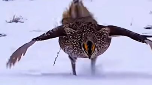 Bird mating Dance