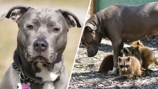 These raccoons have the perfect mother. She's a pit bull.