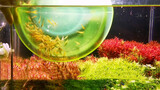 Animal|100 Shrimps Eating Algae