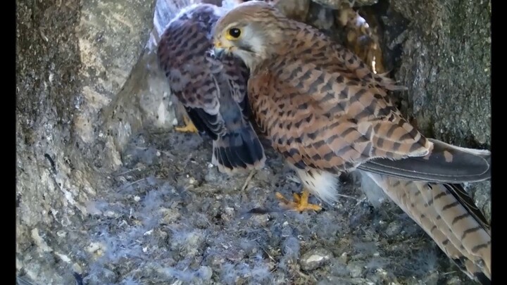 Funny video of a greedy kestrel chick snatching food from its mum