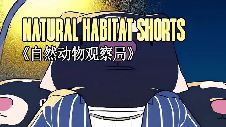 230127《自然动物观察局》- Natural Habitat Shorts