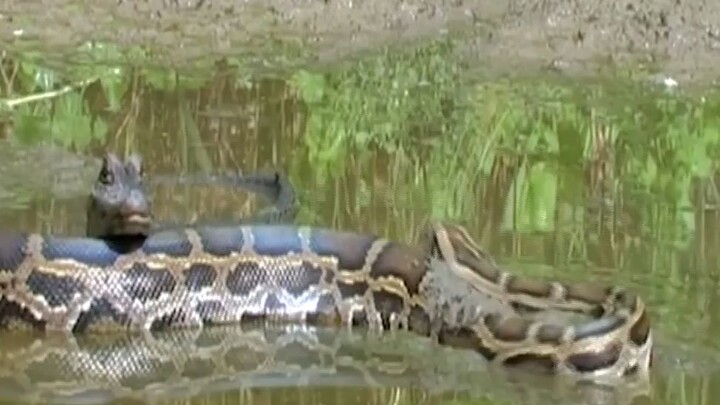 CROCS VS PYTHON