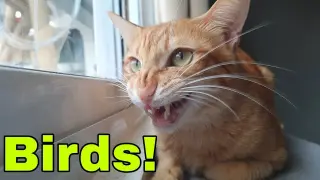 4K Cat Chattering at birds | CatsLifePH | 4K cats video