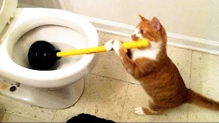 Try Not To Laugh Funny Animals Impossible - Funny And Cute Animal Fails - Bilibili Try Not To Laugh Funny Animals Impossible - Funny And Cute Animal Fails - Bilibili