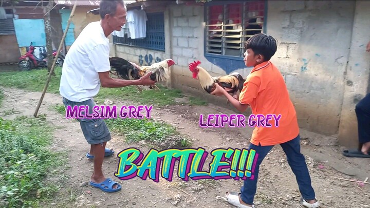 Leiper Grey (Baldafo pakpak) VS Melsim Grey   SPAR!     JRP BACKYARD