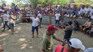 sabong