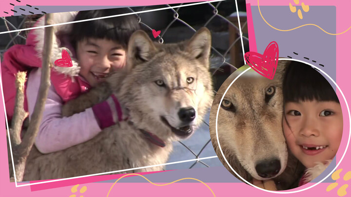 Wolves Acting Like Dogs in front of a Little Girl 