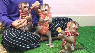 Feeding Jack fruit to Mino, Lai Heang and Coconut