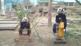 A panda "emperor" and a panda "general" will definitely fight!