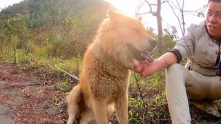 Tôi nuôi một chú chó chăn cừu được 4 năm, nó trông hung dữ nhưng rất trung thành với chủ, dù xe máy 