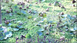 The salt water lotus plant died
