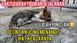 Astagfirullah Sudah Tidak Berdaya Kucing Jalanan Ini Hanya Minta Tolong Untuk Di Kuburkan..!