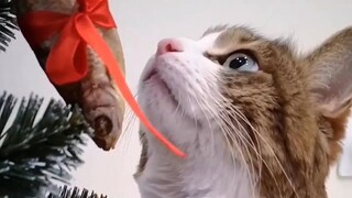 Video by Cats of Instagram (8)