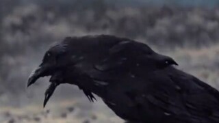 AI-generated animation won a world-class award? Behind-the-scenes live dance video of "THE CROW" exp