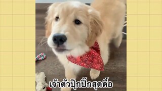 เพื่อนตัวน้อยแสนซน : เจ้าตัวปุ๊กปิ๊กสุดดื้อ