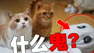 猫：我今天tm见鬼了！前面吓死，后面笑死！