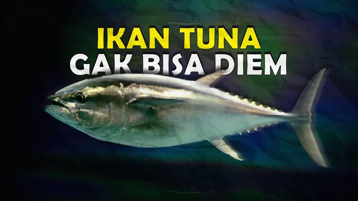 ALASAN KENAPA IKAN TUNA SUSAH UNTUK DISURUH DIAM