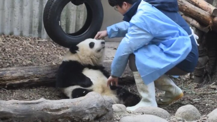 大熊猫和花-女明星也有被批评的一天