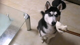 Feeding Husky With Meat Bun With Mustard Inside. What Will It Be Like?
