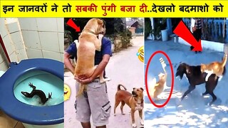 जानवरों के ऐसे कारनामे देखकर आपके भी होश उड़ जायेंगे ||Funny Animals Part -142