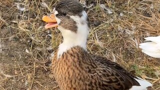 Bebek jenis apa ini? Lucu, tidak menginginkannya