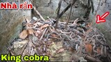 Kinh Hoàng Phát Hiện Đàn Rắn Hổ Mang Hàng 100 Con Bò Ngổn Ngang Trong Nhà Hoang | King cobra