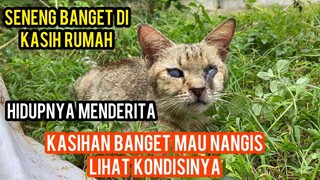 Allahu Akbar Di Temukan Kucing Buta Lagi Di Jalanan Sedang Sedih Karena Menderita Di Jalanan..!