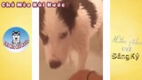 Funny And Cute Husky Puppies Compilation   Chó Husky Con Dễ Thương   Đại Ngáo Husky hú và hát