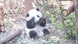 Panda He Hua: Rubbing Eyes