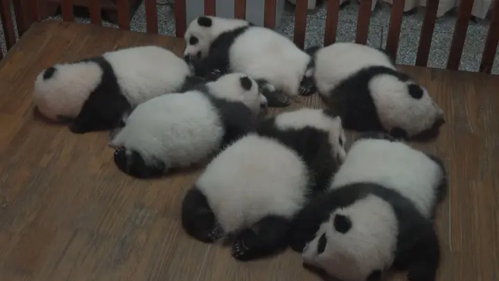 Video collection of lovely giant panda