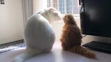 Cặp Đôi Mèo Điên Cuồng Phát Cẩu Lương, Quan Hệ Tốt Đến Nỗi Như Hình Với Bóng