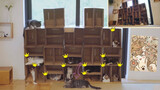 【Pet】Capsule Hotel For Cats! | Occupancy Rate: 75%