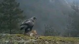 Amazing..!!! Eagle Takes Flying Wolves