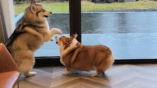 Apa yang dilakukan corgi dan husky saat sendirian di rumah? aku menangis saat melihatnya...