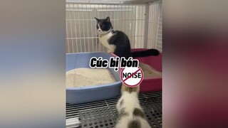 Cô chú ăn rau nhìu. Đừng như Cúc nha mèo cute