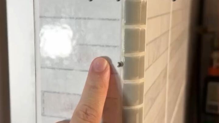 Drain flies, also known as sewer flies or moth flies, are small