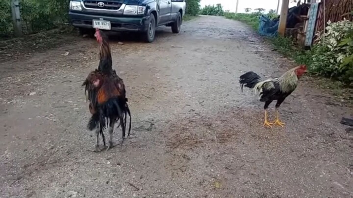 gà 🐓 choi