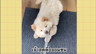 เพื่อนตัวน้อย สัตว์เลี้ยงแสนซน : เจ้าสุดดื้อจอมซน