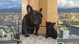CUTE PET น่ารัก&ตลก 05