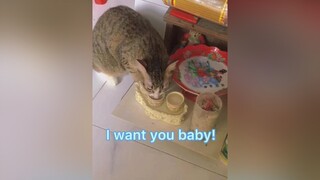 Thần tài và thổ địa cũng chịu 🙄 cat catsoftiktok cats trend catlover catface kitten kittensoftiktok yêumeo funny mèo hoiyeumeo xh fyp