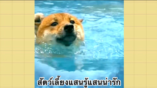 เพื่อนตัวน้อย สัตว์เลี้ยงแสนซน : สัตว์เลี้ยงแสนรู้แสนน่ารัก
