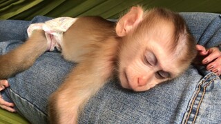 Warm and comfort monkey Mino with mom