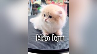 Mèo chị   xinh tá. Cho em mụt con 😆 mèo cat