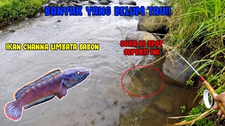 Ternyata Ini Ciri Sarang Ikan Channa Limbata!! Dijamin Strike Ikan Cantik Ini