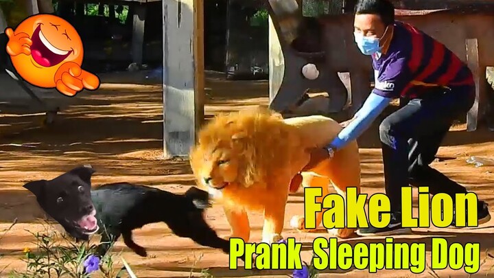 Supper Funny New 2022 Fake Lion Prank Sleeping Dog