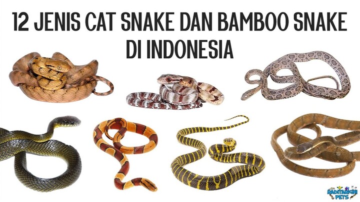 12 Jenis Ular Kucing / Ular Boiga (Cat Snakes) dan Ular Bambu Merah (Red Bamboo Snake) di Indonesia
