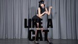 [Spade] ♠ Like A Cat ♠ Kucing bulu pendek amerika Ke Le menjadi pintar