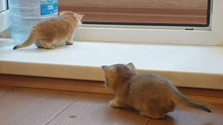 One Kitten Is “Hunting” Another